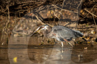 Wildlife At The Oxbow Nature Conservancy 