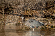 Wildlife At The Oxbow Nature Conservancy 