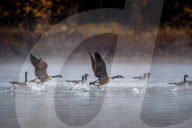 Wildlife At The Oxbow Nature Conservancy 