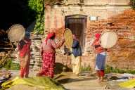 Traditional Paddy Drying Practices In Lalitpur, Nepal