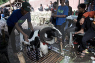 The Tradition Of Sheep Fighting Contest In West Java 
