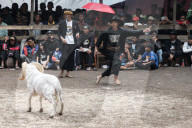 The Tradition Of Sheep Fighting Contest In West Java 