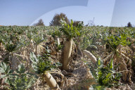 Vinyl Acetate Monomer Spill In South Korea