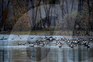 Wildlife During First Snowfall Of Season In Indiana