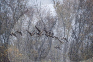 Wildlife During First Snowfall Of Season In Indiana