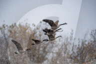 Wildlife During First Snowfall Of Season In Indiana