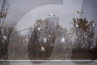 Wildlife During First Snowfall Of Season In Indiana