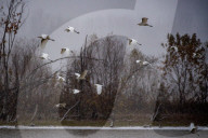Wildlife During First Snowfall Of Season In Indiana