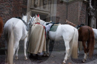 Traditional Martinszug Procession In Duesseldorf