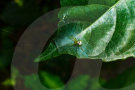 Kidney Garden Spider - Pale Orb Weaver - Bijoaraneus Mitificus - Animal India
