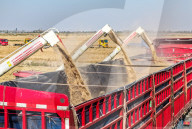 Rice Harvest in Lianyungang
