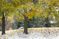 Autumn And Winter Season Intertwine In Canada
