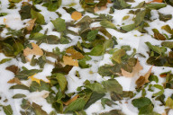 Autumn And Winter Season Intertwine In Canada