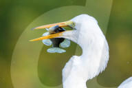 Great Egret Eats Fish In Florida Wetlands