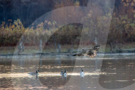 Wildlife At The Oxbow Nature Conservancy In Indiana