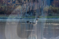 Wildlife At The Oxbow Nature Conservancy In Indiana
