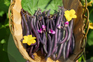 Purple Beans In Canada