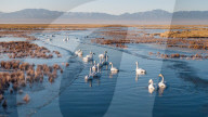 Whooper Swans At Xiaosugan Lake - China