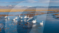 Whooper Swans At Xiaosugan Lake - China