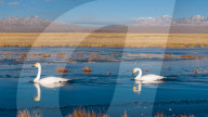Whooper Swans At Xiaosugan Lake - China