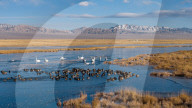 Whooper Swans At Xiaosugan Lake - China