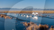 Whooper Swans At Xiaosugan Lake - China