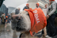 Resident Doctors Picket  Guys & St. Thomas' hospital