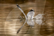 Wildlife At The Oxbow Nature Conservancy In Indiana