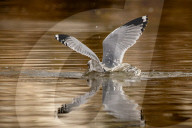 Wildlife At The Oxbow Nature Conservancy In Indiana