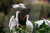 White Ibises Roosting At Lake Eola