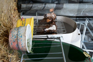 Agriculture Minister Annie Genevard Supports Cattle Farmers Fighting Lumpy Skin Disease In Longes In France