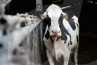 Agriculture Minister Annie Genevard Supports Cattle Farmers Fighting Lumpy Skin Disease In Longes In France