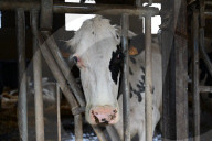 Agriculture Minister Annie Genevard Supports Cattle Farmers Fighting Lumpy Skin Disease In Longes In France