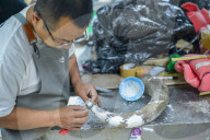 The Process Of Preparation And Contesting Ancient Elephant Fossils