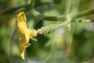 Agriculture In Canada - Cucumbers