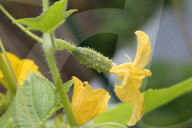 Agriculture In Canada - Cucumbers