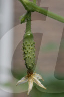 Agriculture In Canada - Cucumbers