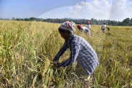 Assam Harvest Rice Paddy