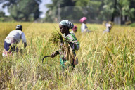 Assam Harvest Rice Paddy
