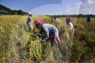 Assam Harvest Rice Paddy
