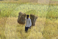 Assam Harvest Rice Paddy