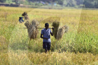 Assam Harvest Rice Paddy