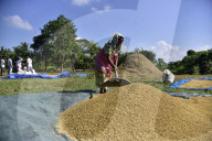 Assam Harvest Rice Paddy