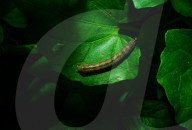 Armyworms Invading - Agricultural Pest 