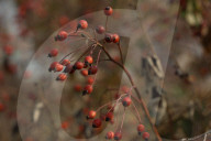 Daily Life In Kashmir 