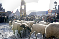 Jährlicher Schafzug in der Nürnberger Innenstadt