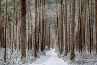 Illustration - Fontainebleau