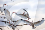 Birds Clash Over Roosting Spot At Florida Wetland