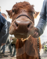 Farmers Protest Westminster