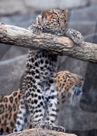 FEATURE -  Die neugeborenen Amurleoparden im Brookfield Zoo in Chicago